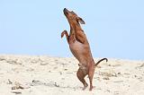 PINSCHER NAIN 045